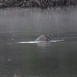 American Beaver (Castor canadensis)