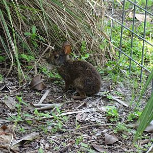Marsh Rabbit (Sylvilagus palustris)