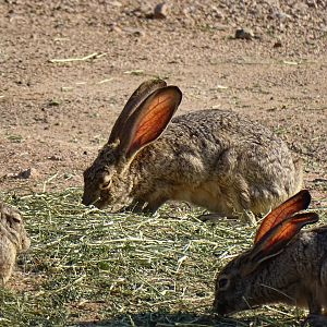 Antelope jackrabbit (Lepus alleni)