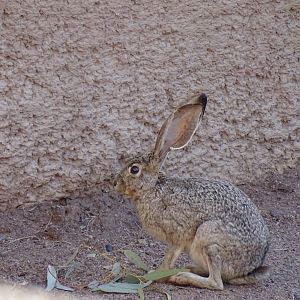 Antelope jackrabbit (Lepus alleni)