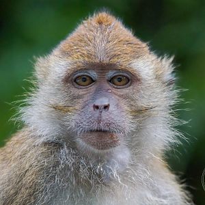 Crab-eating Macaque (Macaca fascicularis)