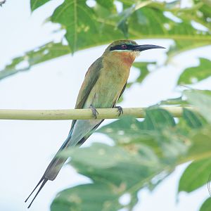 Blue-tailed Bee-eater (Merops philippinus)