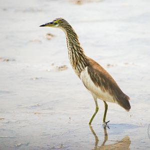 Pond Heron sp. (Ardeola sp.)