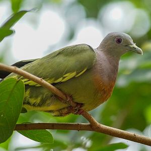 Pink-necked Green Pigeon (Treron vernans)