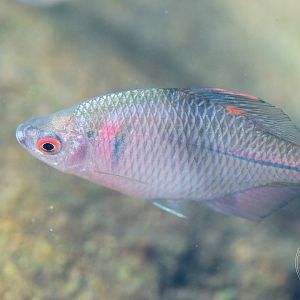 Chinese Rosy Bitterling (Rhodeus ocellatus ocellatus)