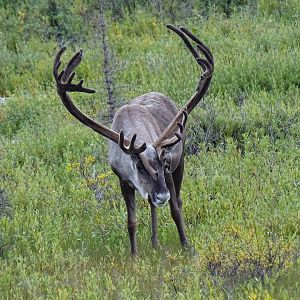 Caribou (Rangifer tarandus)