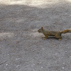 Pine squirrel (Tamiasciurus hudsonicus)