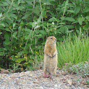Arctic ground squirrel (Urocitellus parryii)