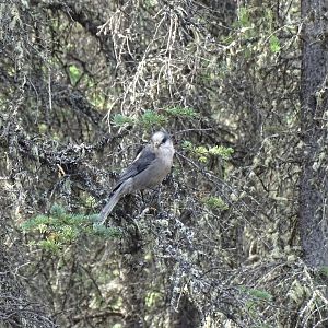 Canada jay (Perisoreus canadensis