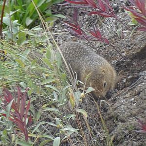 Arctic ground squirrel (Urocitellus parryii)