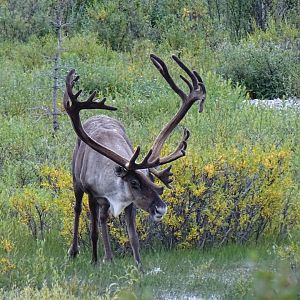 Caribou (Rangifer tarandus)