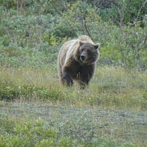 Alaska Peninsula brown bear (Ursus arctos gyas)