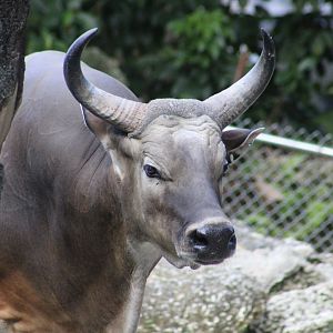 Javan Banteng (Bos javanicus javanicus) male
