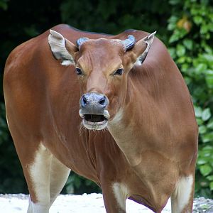 Javan Banteng (Bos javanicus javanicus) female