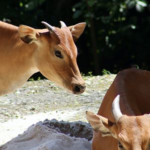 Javan Banteng (Bos javanicus javanicus) calf