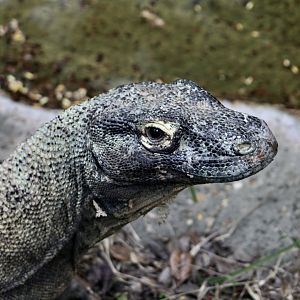 Komodo Dragon (Varanus komodoensis)