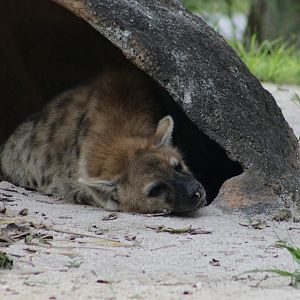 Spotted Hyena (Crocuta crocuta)