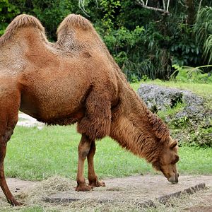 Bactrian Camel (Camelus bactrianus)