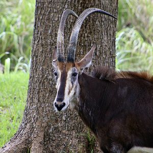 Black Sable Antelope (Hippotragus niger niger)