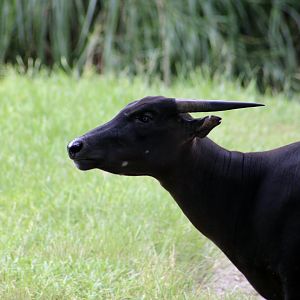 Lowland Anola (Bubalus depressicornis)