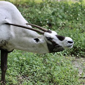 Arabian Oryx (Oryx leucoryx)