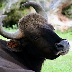 Indian Gaur (Bos gaurus gaurus) female - "Kali"