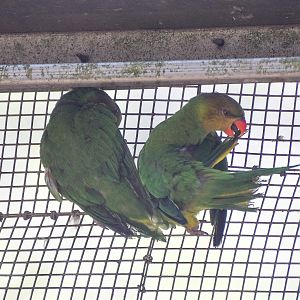 Olive-headed Lorikeets
