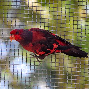 Violet-necked Lory