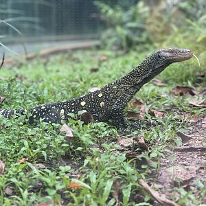 Crocodile Monitor