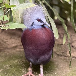 Western Crowned Pigeon Hybrid
