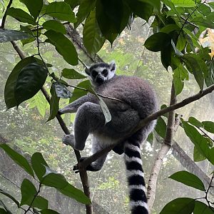 Ring-Tailed Lemur