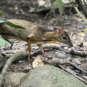 Lesser-Mousedeer