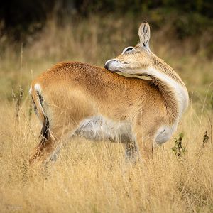 Lechwe (Kafue Flats lechwe) : Watatunga : 22 Sep 2024