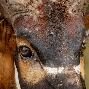 Eastern/Mountain bongo : Watatunga : 22 Sep 2024
