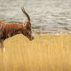 Blesbok : Watatunga : 22 Sep 2024