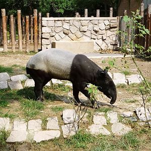 Malayan Tapir