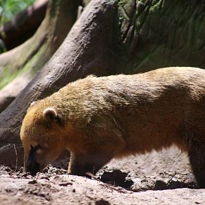 South American Coati