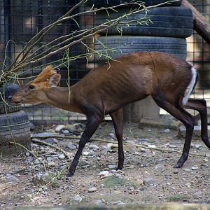 Hairy-fronted Muntjac (Muntiacus crinifrons)