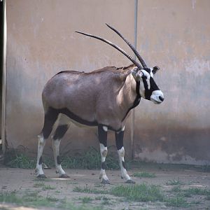 Gemsbok