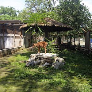 “Red” Goral Enclosure