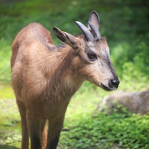 “Red” Goral