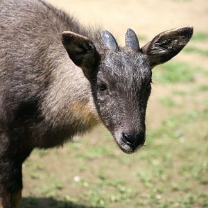 Chinese Goral