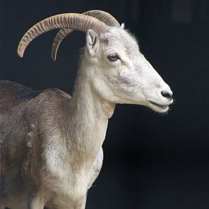 Marco Polo Sheep (Ovis ammon polii)