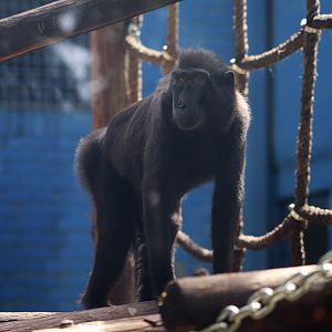 Celebes Crested Macaque