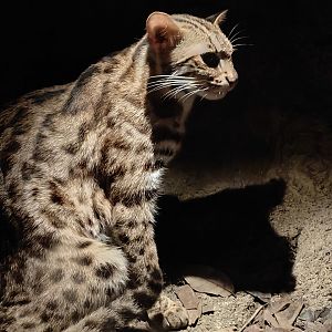 Leopard Cat