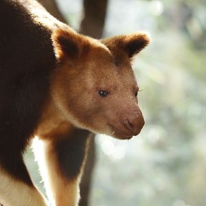 Goodfellow Tree Kangaroo
