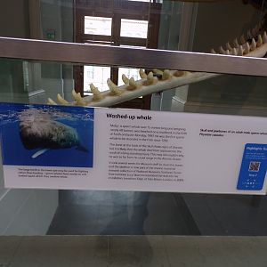 Signage on sperm whale skull 26.8.23