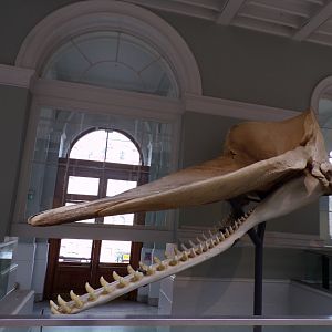 Sperm whale skull 26.8.23