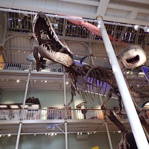 Tyrannosaurus rex replica skeleton 26.8.23