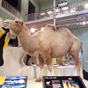 Bactrian camel 26.8.23